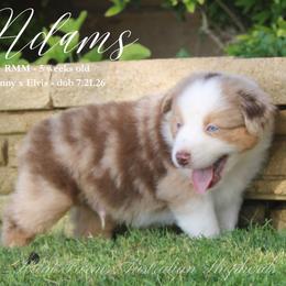 Adams - Red merle male Miniature Australian Shepherd puppy in Grandfield, Oklahoma from Hunt Farms Australian Shepherds