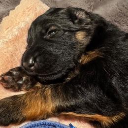 2nd Pick - Black and red female German Shepherd puppy in Snohomish, Washington from Wataha Shepherds
