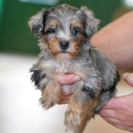 Billy - Merle male Bernedoodle puppy in Dundee, Ohio from Down Home Doodle