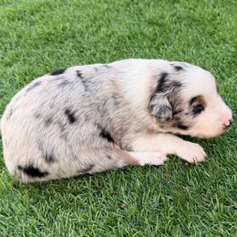 Cream - Blue merle female Australian Shepherd puppy in Mount Vernon, Texas from RJ's Aussie Posse