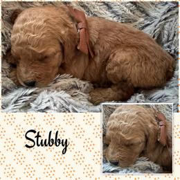 Stubby - Red  male Goldendoodle puppy in Ankeny, Iowa from Iowadoodles2love