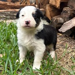 Don Diego - Black and white male Border Collie puppy in Mckinney, Texas from Border Collies of Ruidoso