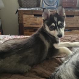 Pomsky Puppies from Amazing High Desert Pomskys