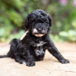 Miss Pink Sand - Goldendoodle puppy in Statesville, North Carolina from Parfait Mischen Goldendoodles