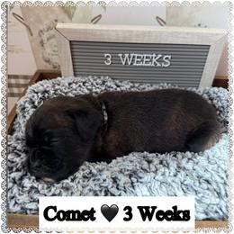 Comet - Brindle male Boxer puppy in Greenwell Springs, Louisiana from Bayou Boxer Haus - Baton Rouge Boxers