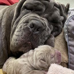 Neapolitan Mastiffs from Consigliere Mastino