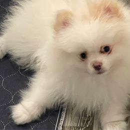Boy 2 - Beaver male Pomeranian puppy in Jamestown, California from Park Avenue Poms
