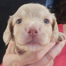 Daemon - Cream male Dachshund puppy in Bigfork, Minnesota from Long Ears and Long Dogs Ranch