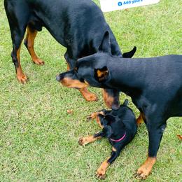 Doberman Pinscher Puppies from TeatreeDoberman