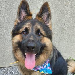 Ryker - Sable male German Shepherd puppy in Dallas, Pennsylvania from Mountainside German Shepherds