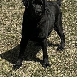 Amelia - Black female Labrador Retriever puppy in Strafford, New Hampshire from Alley Rock Labradors, LLC