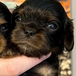 Daniel - Pink Boy - Black and tan male Cavalier King Charles Spaniel puppy in Little Rock, Arkansas from Montra Japanese Chin & Cavalier King Charles Spaniels