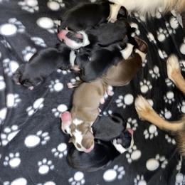 Miniature Australian Shepherd Puppies from Duncan’s Miniature Australian Shepherds