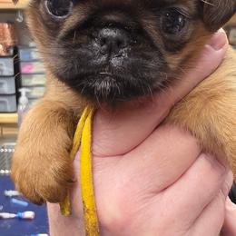 Charlotte - Red female Brussels Griffon puppy in Columbus, Ohio from Last Knight and Greyhawk Kennels