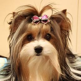 Biewer Terriers and Shih Tzus from Miralan Shih Tzu/ Biewer Terrier