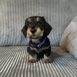 Purple - Black and tan female Dachshund puppy in New Caney, Texas from Liberty Dachs