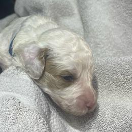 Blue collar - Cream female Goldendoodle puppy in Mc Cook, Nebraska from Powers Doodles