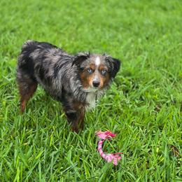 DoDo - Toy Australian Shepherd