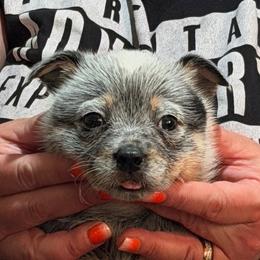 Swagger - Blue speckled male Australian Cattle Dog puppy in Sanger, Texas from Straight Arrow Australian Cattle Dogs
