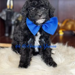 Cavapoo, Maltipoo, and Poodle Puppies from McCraws N Paws