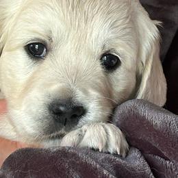 Clover - Light golden female Golden Retriever puppy in Hastings, Michigan from Teresa Stevens