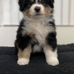 Miniature American Shepherd Puppies from Lynwood