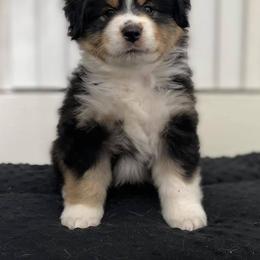 Miniature American Shepherd Puppies from Lynwood