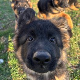 Harper Trek Starry Night - Black and red female German Shepherd puppy in Purcellville, Virginia from Starry Night German Shepherd Dogs
