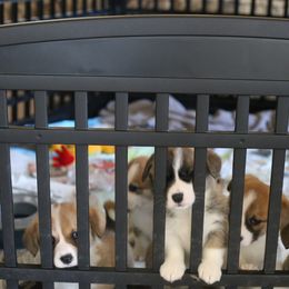 Pembroke Welsh Corgi Puppies from Mountain Maryland Corgis