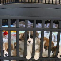 Pembroke Welsh Corgi Puppies from Mountain Maryland Corgis