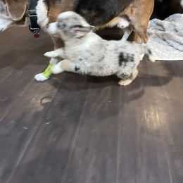 Australian Shepherd Puppies from Discovery Hill Australian Shepherds