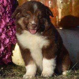 Amarillo Marie - Red tri Miniature Australian Shepherd puppy in Redfield, Kansas from CY Ranch Aussies
