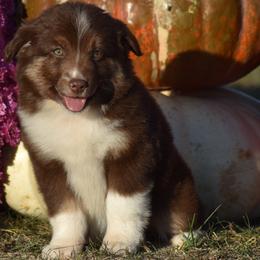 Amarillo Marie - Red tri Miniature Australian Shepherd puppy in Redfield, Kansas from CY Ranch Aussies