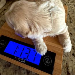 Sky Blue - Sable and white male Shih Tzu puppy in Yorba Linda, California from AKC Registered Purebred Shihtzus
