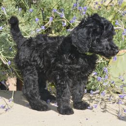 Poodles from Designer Doodles and Poodles