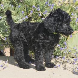 Poodles from Designer Doodles and Poodles