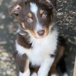 Eve - Red tri-color female Australian Shepherd puppy in Niles, Michigan from Tara's Australian Shepherds