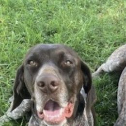 German Shorthaired Pointers from Miracles Happen Farm