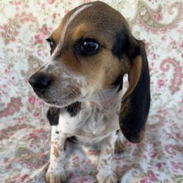 Girl four - Black and tan female Dachshund puppy in Galax, Virginia from Dells  Dachshund’s
