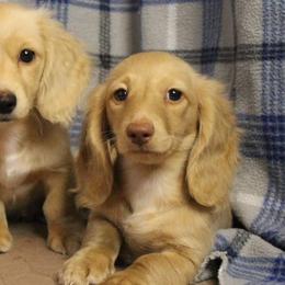 Dachshunds from C Kids Dachshunds