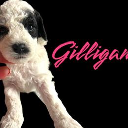 Gilligan Red Collar - Goldendoodle puppy in Petoskey, Michigan from Petoskey Goldendoodles