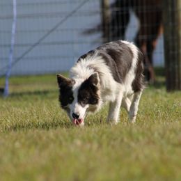 American Corgi, Border Collie, and Pembroke Welsh Corgi Puppies from Cowtown Corgis & Border Collies
