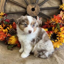 Rosie - Red merle female Miniature American Shepherd puppy in Cowlitz County, Washington from Pleasant Woods Miniature American Shepherds