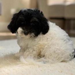 Luna - Chocolate and white female Havapoo puppy in Lancaster, South Carolina from 3 Bs Havanese-PUPPIES with  PURPOSE
