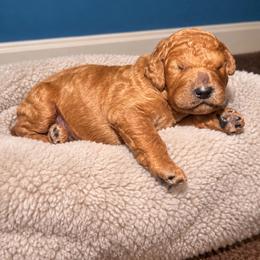 Zachary - Apricot male Poodle puppy in Milan, Tennessee from Twin Oak Goldendoodles