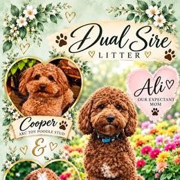 Goldendoodle puppies from Diamond Companions