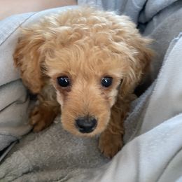 Poodle Puppies from Too Cute Toy Poodles