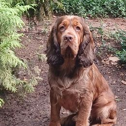 Drake - English Springer Spaniel