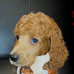 Cupid - Red  Poodle puppy in Oceanside, New York from Anastasia STANDARD Poodles three four seven seven five four two three four five