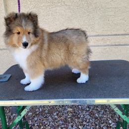 Journey - Sable and white male Shetland Sheepdog puppy in Maricopa County, Arizona from Maple Leaf Shelties